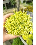 Очиток едкий Еллоу Квин | Очиток їдкий Єллоу Квін | Sedum acre Yellow Queen